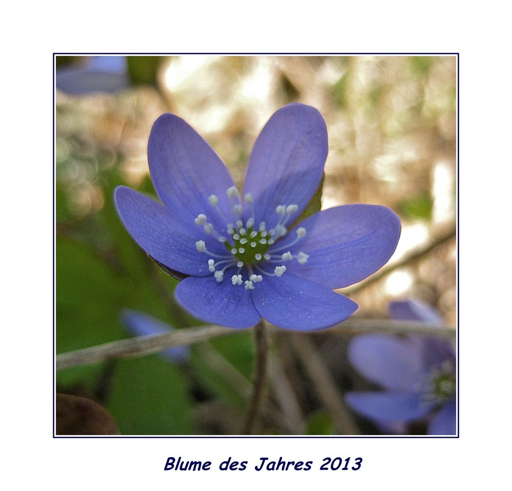 Blume des kommenden Jahres 2013