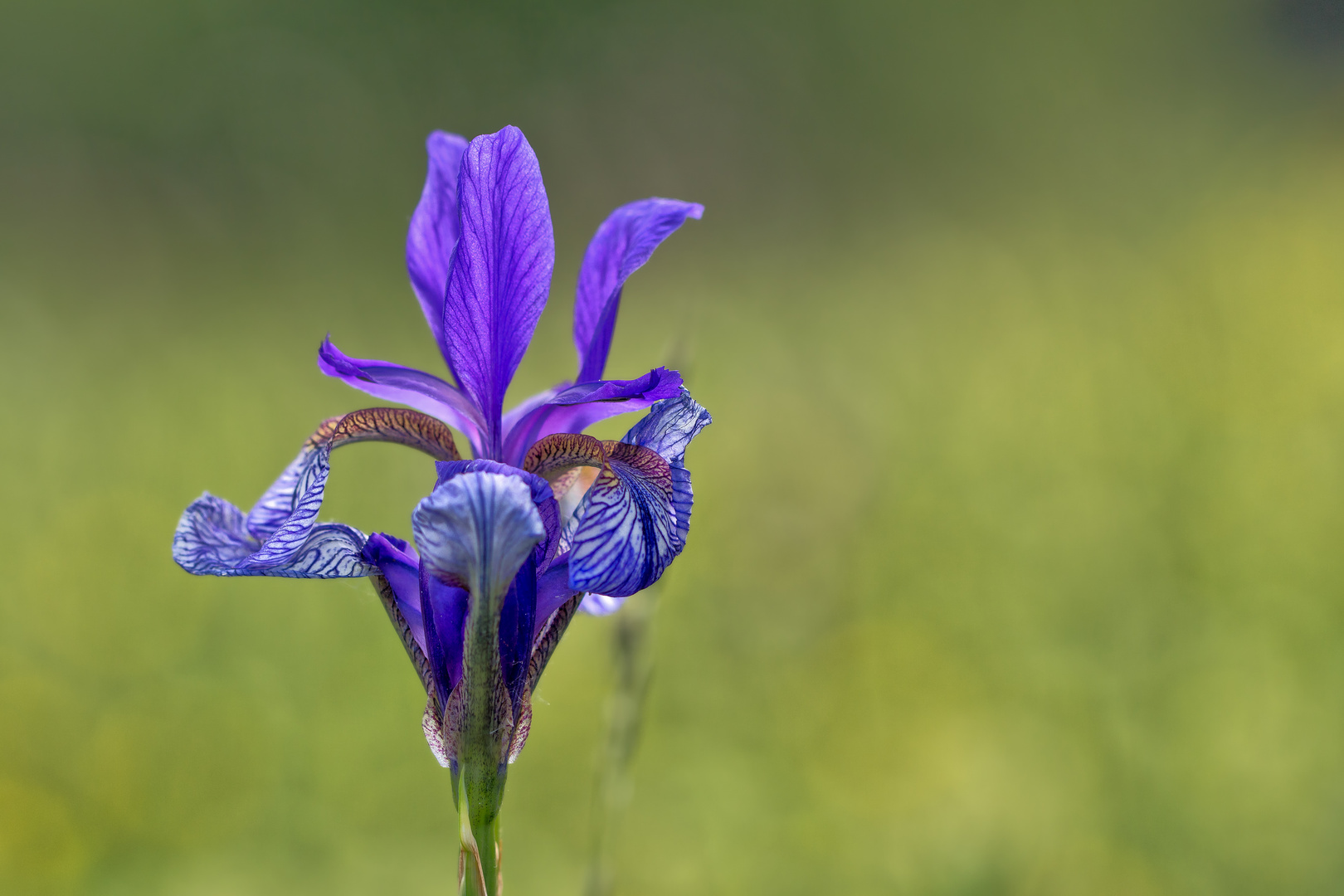 Blume des Regenbogens