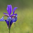 Blume des Regenbogens