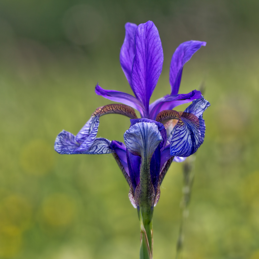 Blume des Regenbogens II