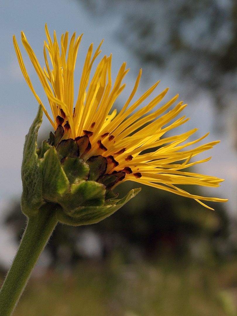 Blume des Sommers