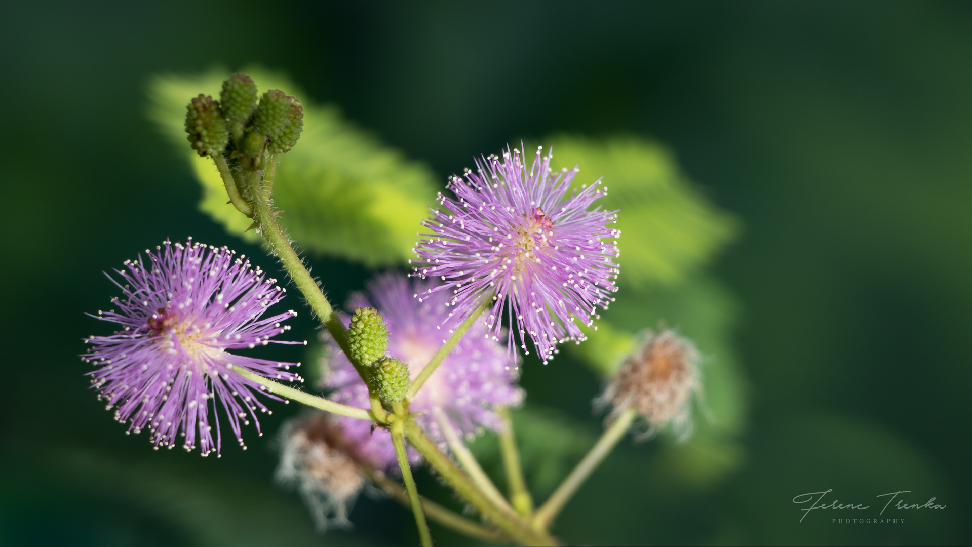 Blume des Touch Me Not