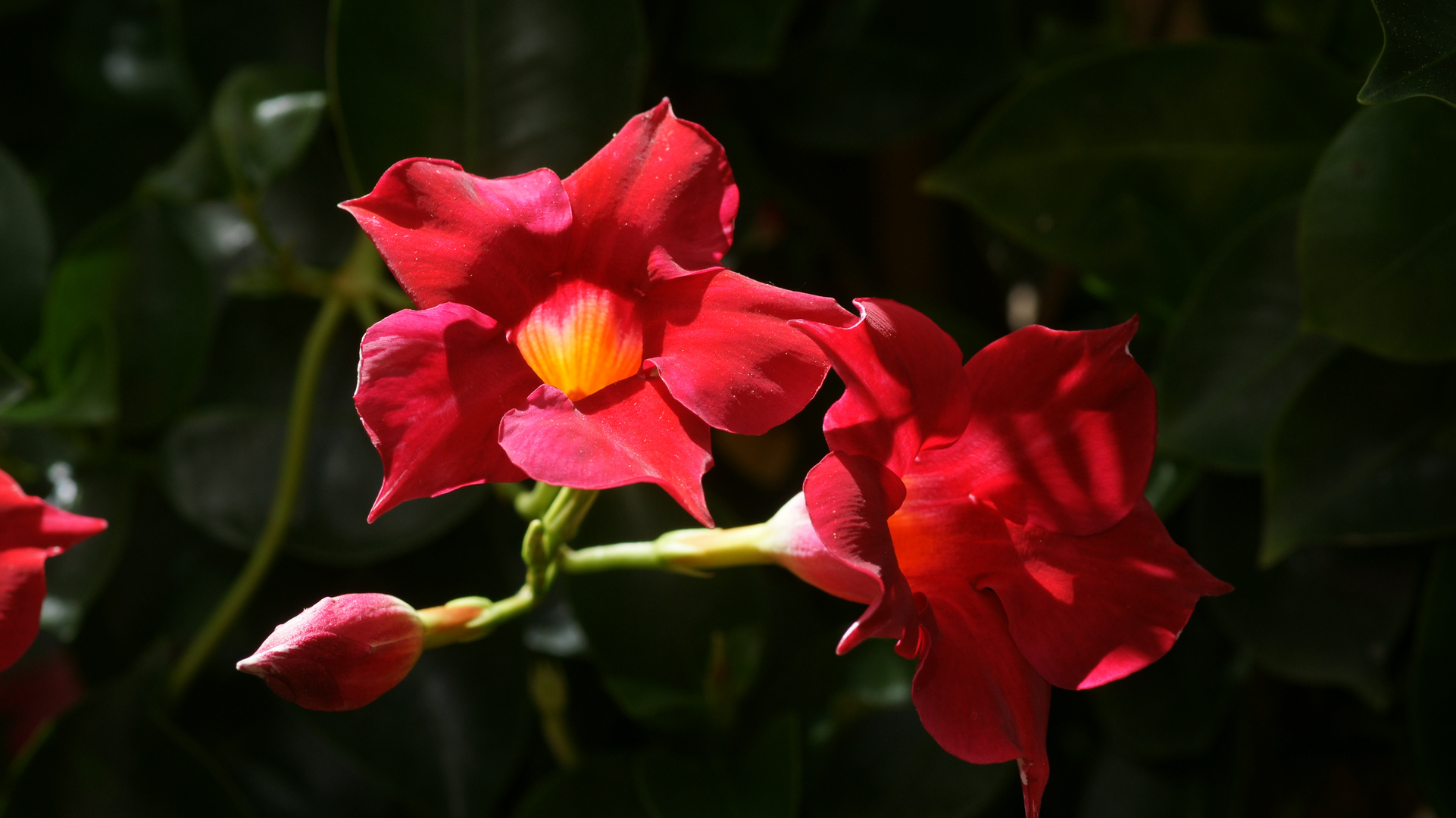 Blume "Dipladenia"