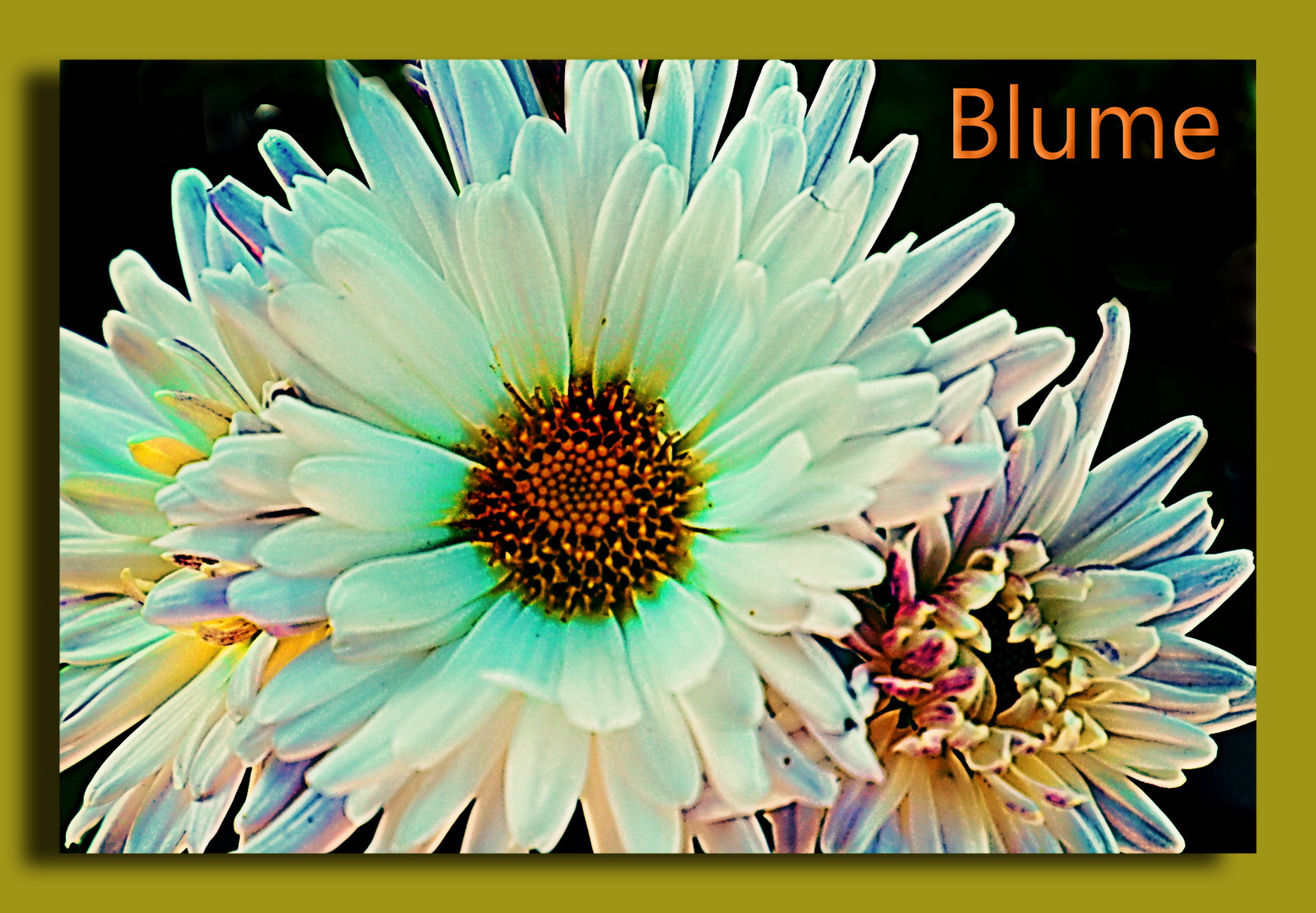 Blume