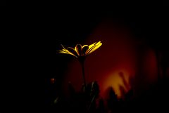 Blume