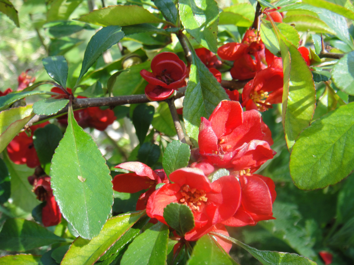 Blume Frühling