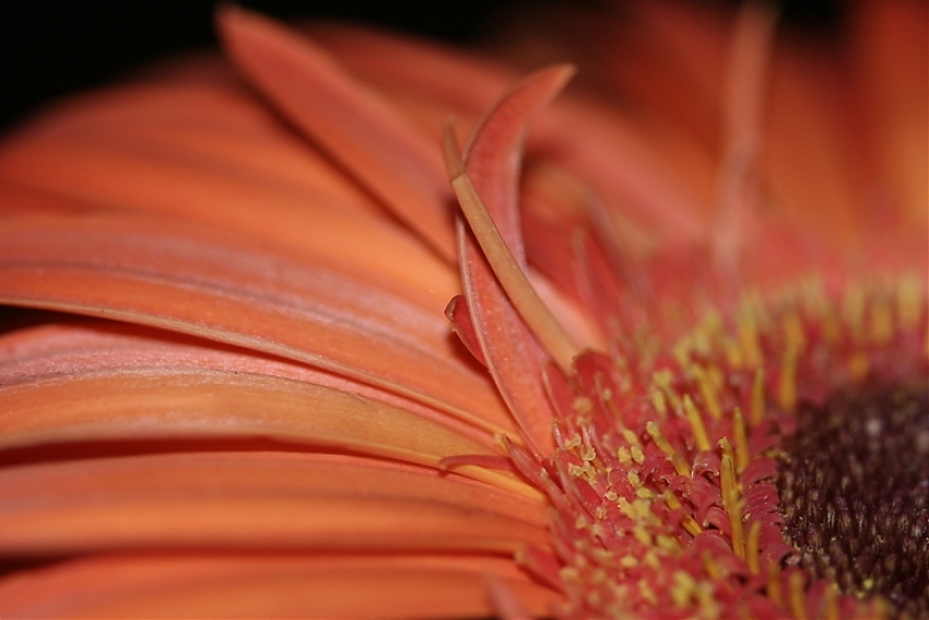 Blume für die Liebe!