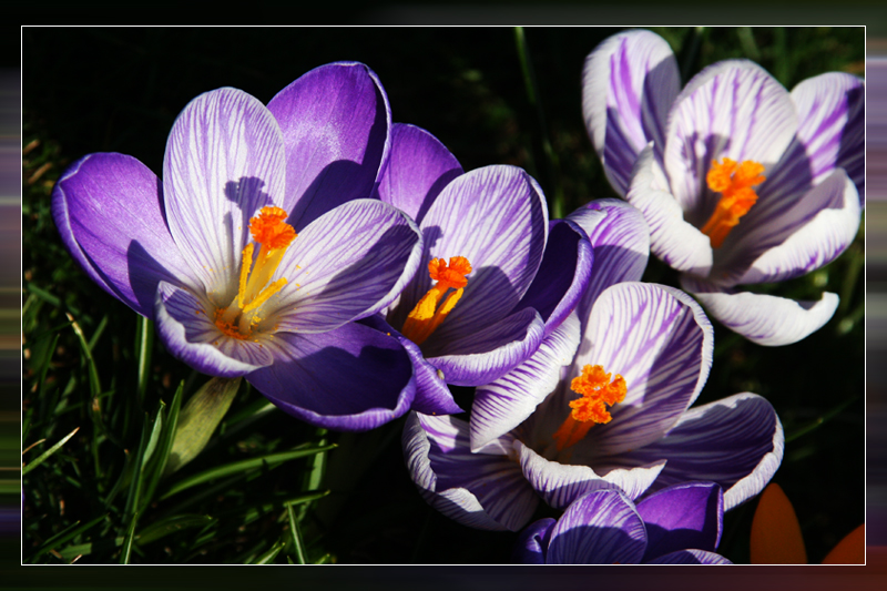 Blume für Zwischendurch