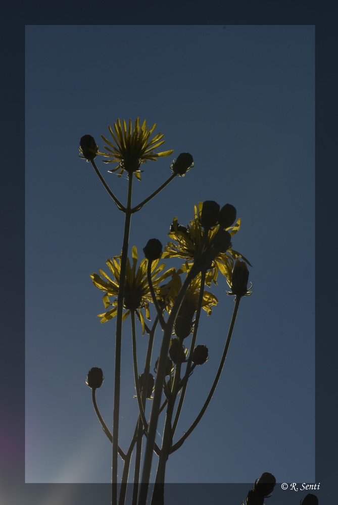 Blume Gegen Sonne