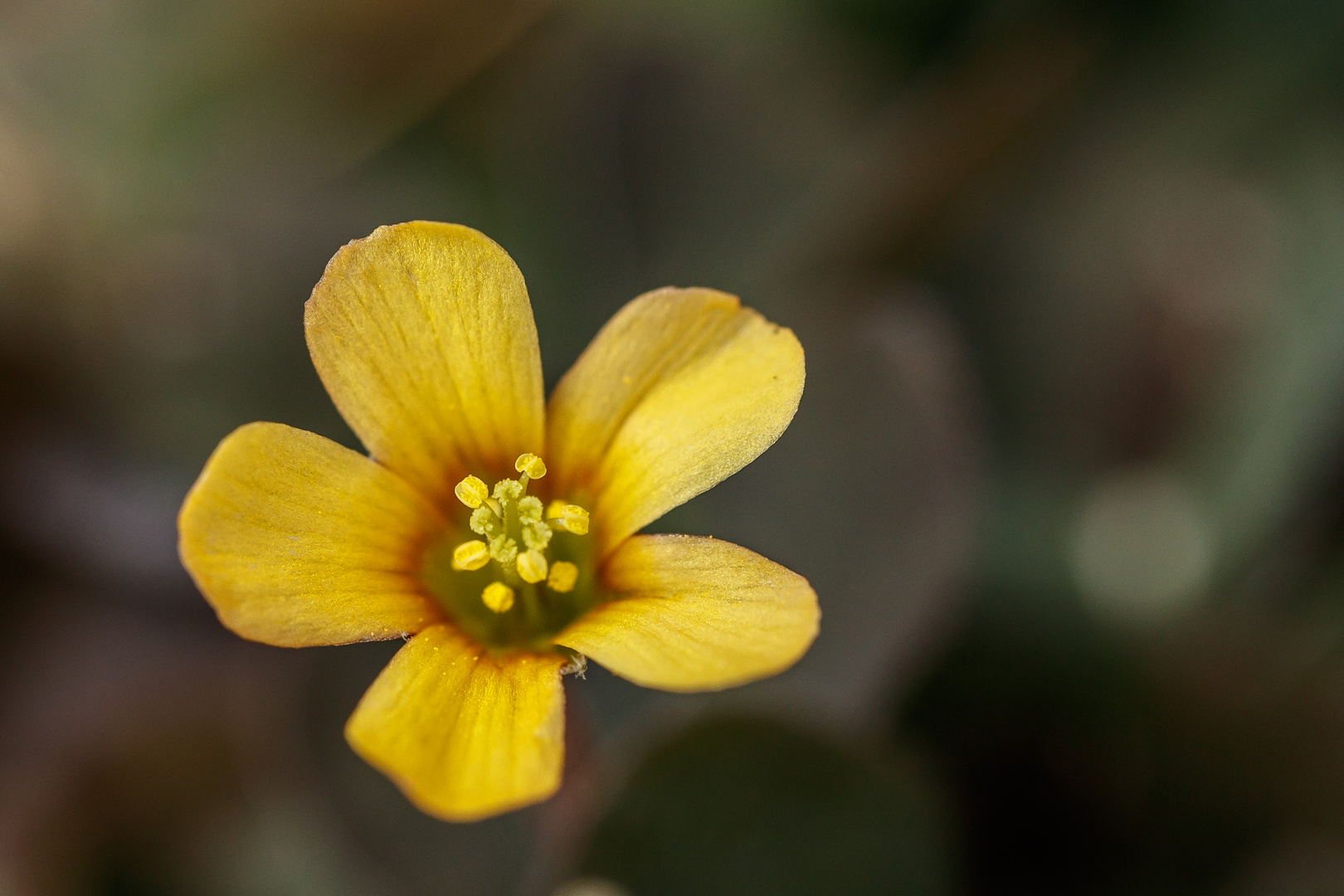 Blume gelb-0198