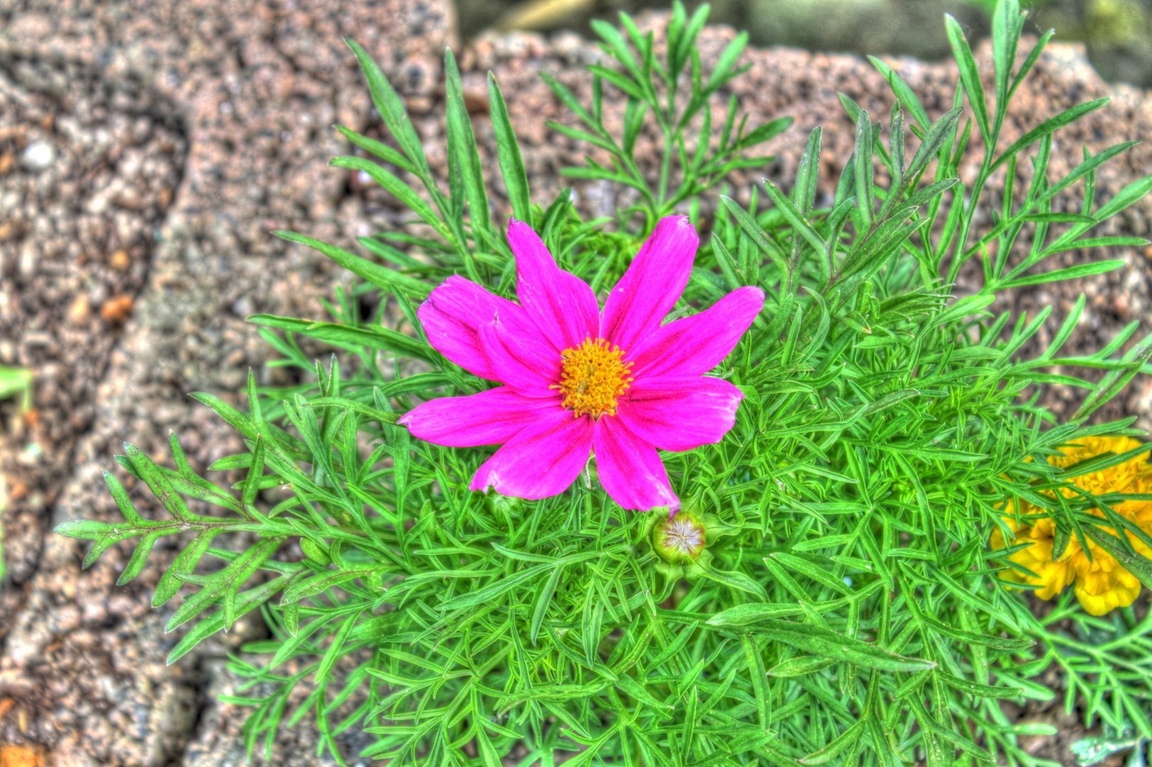 Blume HDR