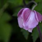 Blume Herbst Anemone