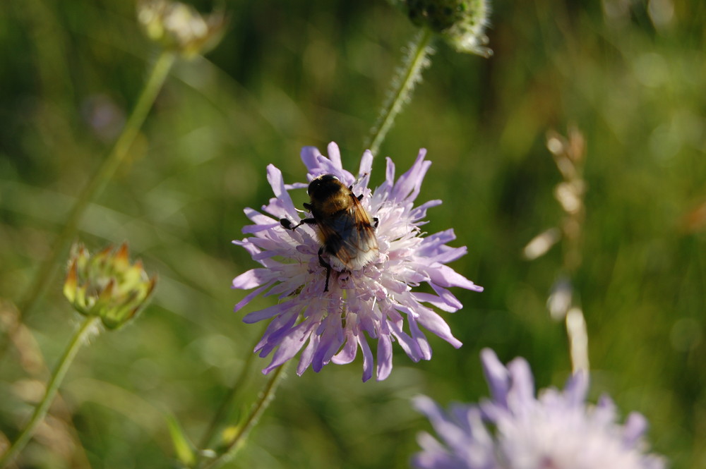 Blume+ Hummel