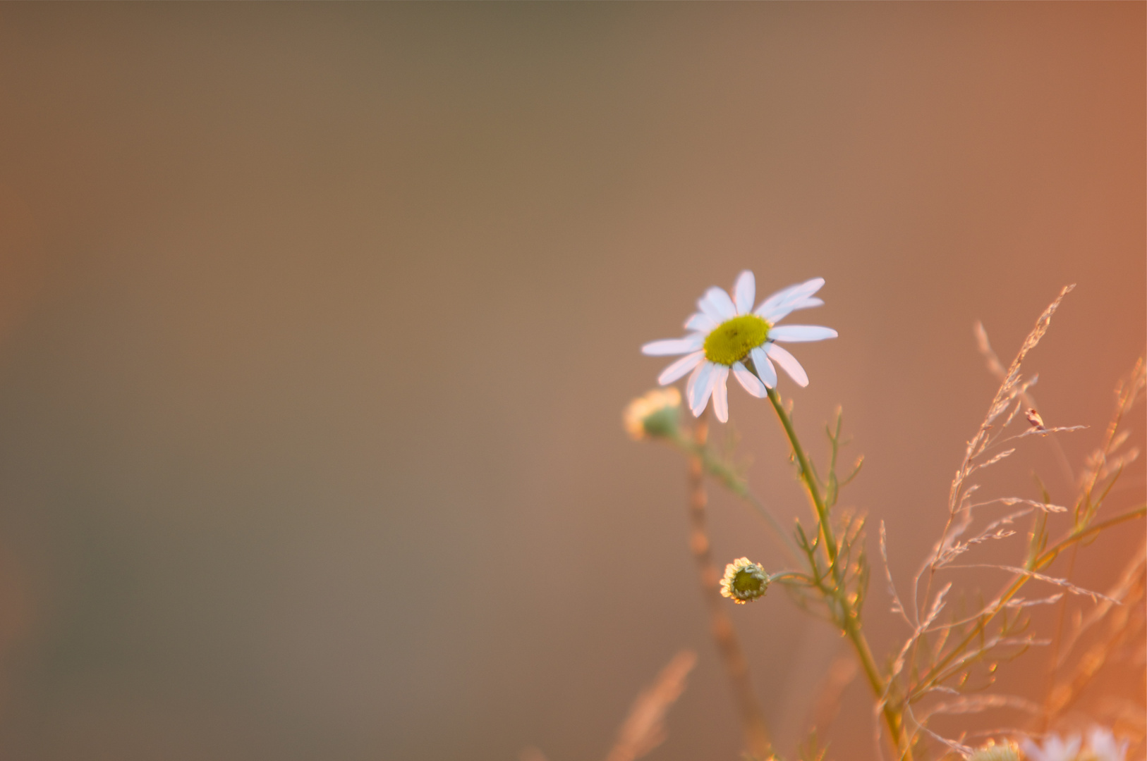 Blume im Abendfeuer