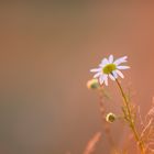 Blume im Abendfeuer