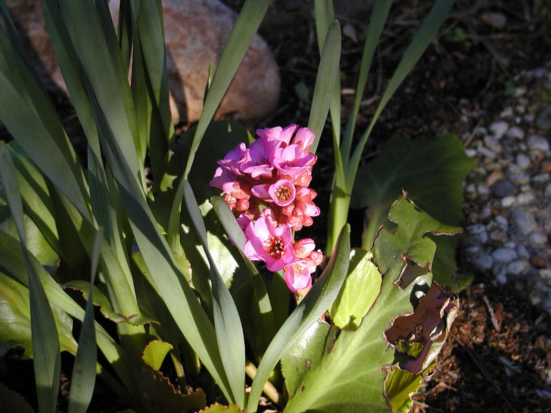 Blume im Abendlicht