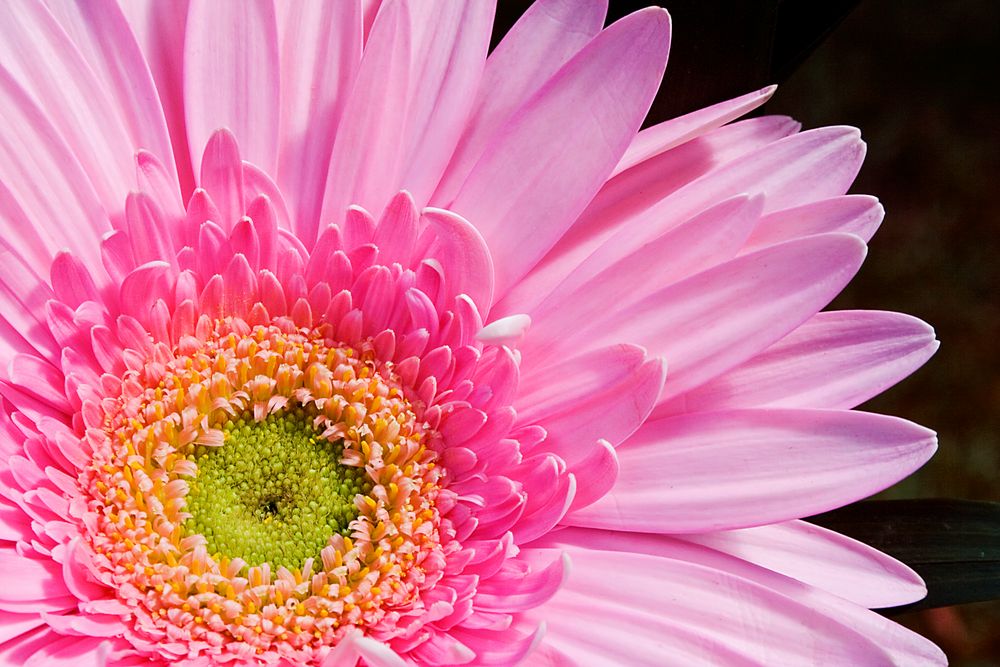 Blume im Anschnitt von Gandos 