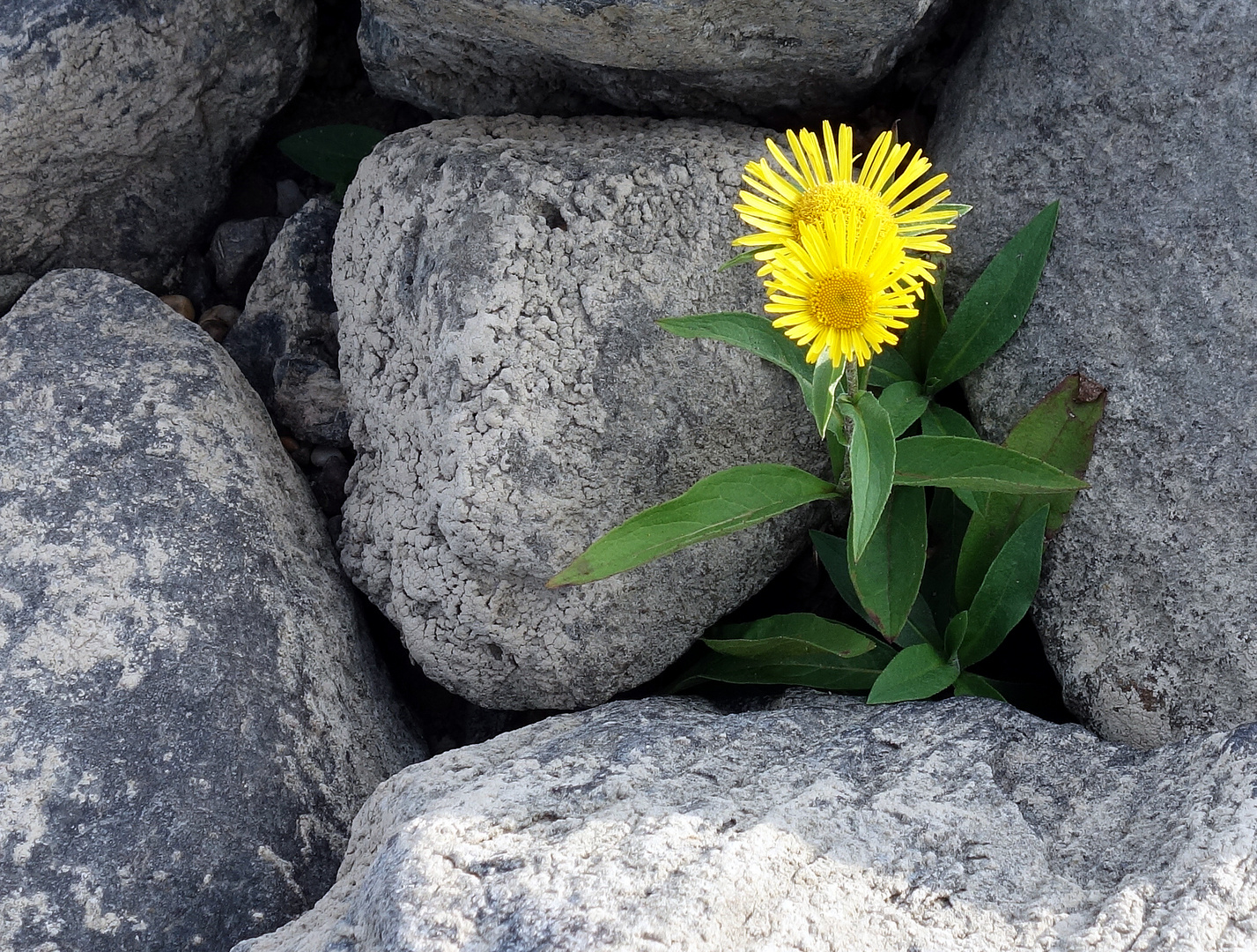 Blume im Asphalt