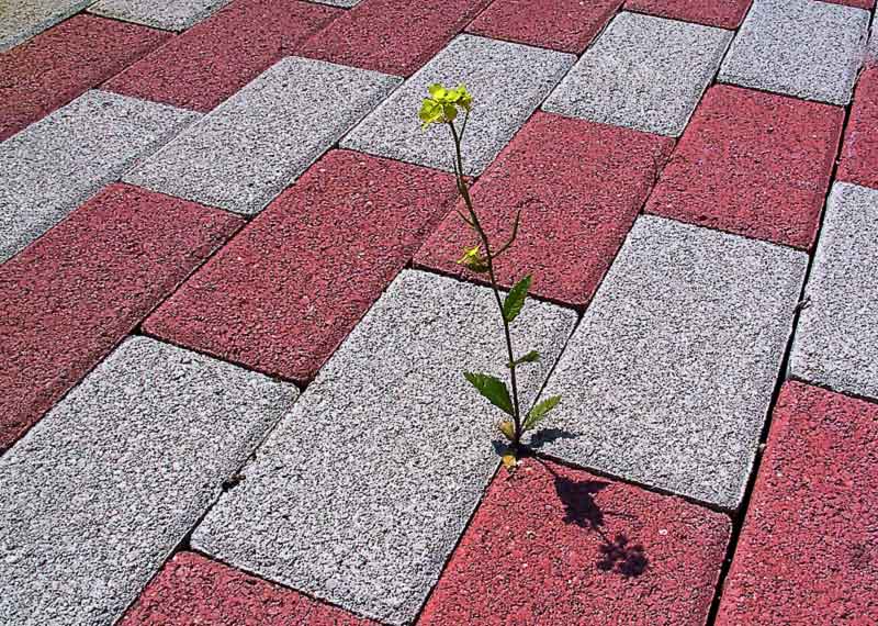 Blume im Beton