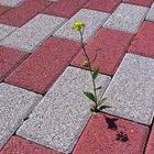 Blume im Beton