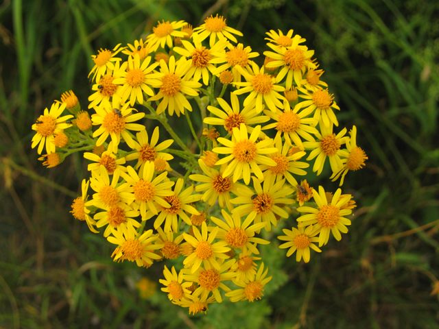 Blume im Blumenbeet