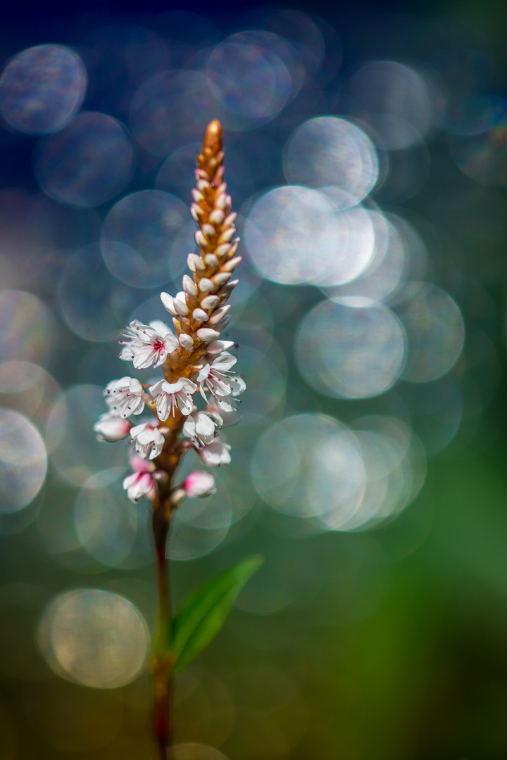 Blume im Bokeh