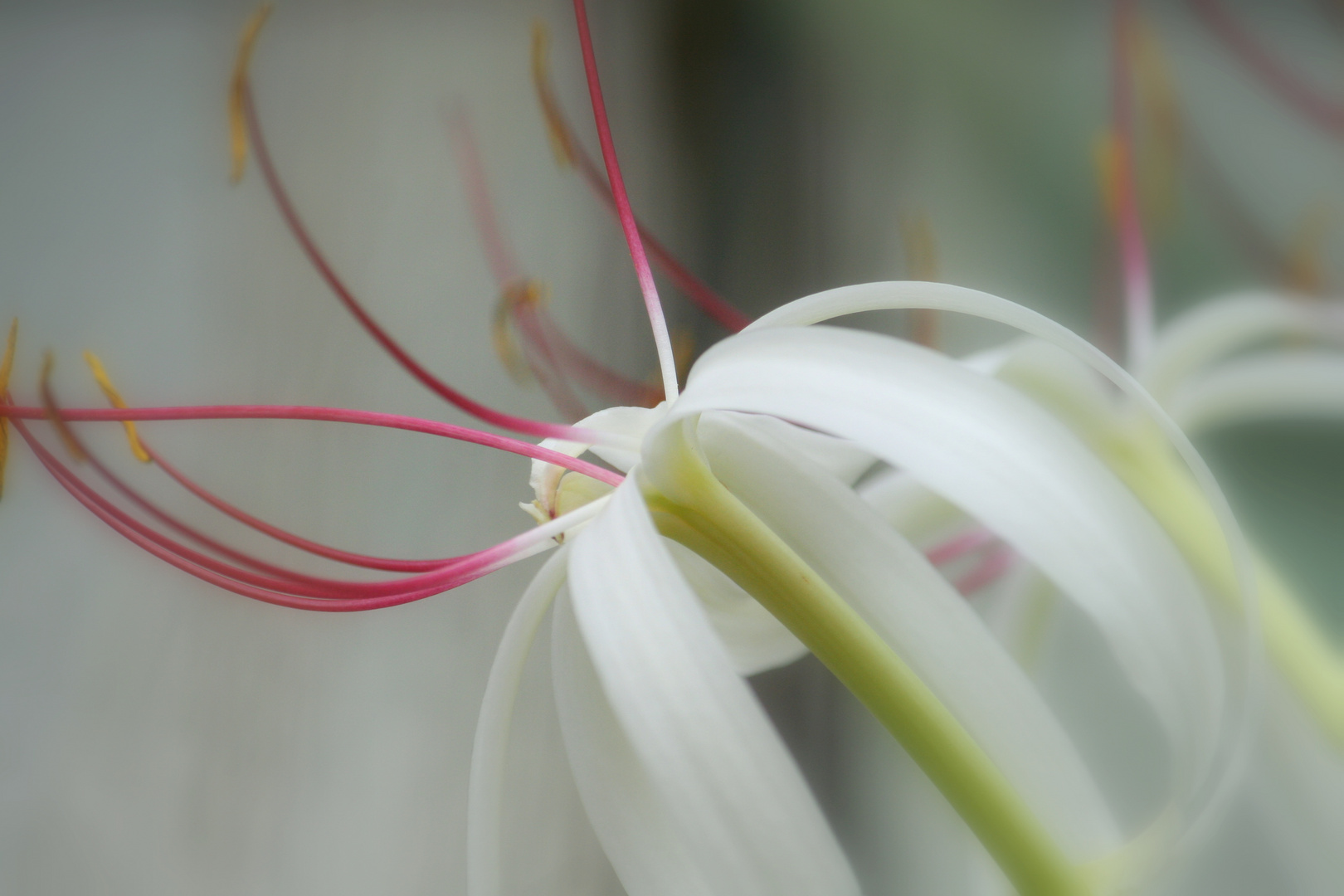 Blume im botanischen Garten