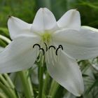 Blume im Botanischen Garten auf Mahé (Seychellen)