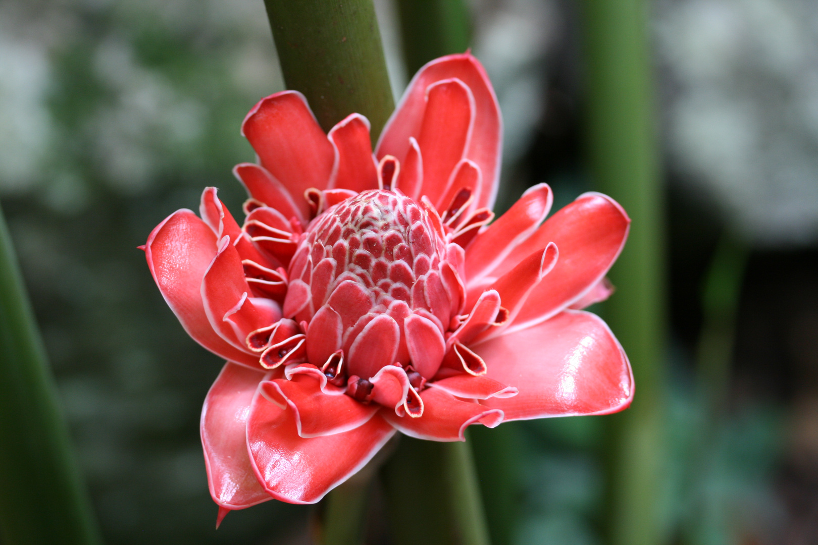 Blume im Botanischen Garten auf Mahé (Seychellen) II