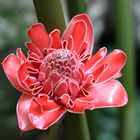 Blume im Botanischen Garten auf Mahé (Seychellen) II