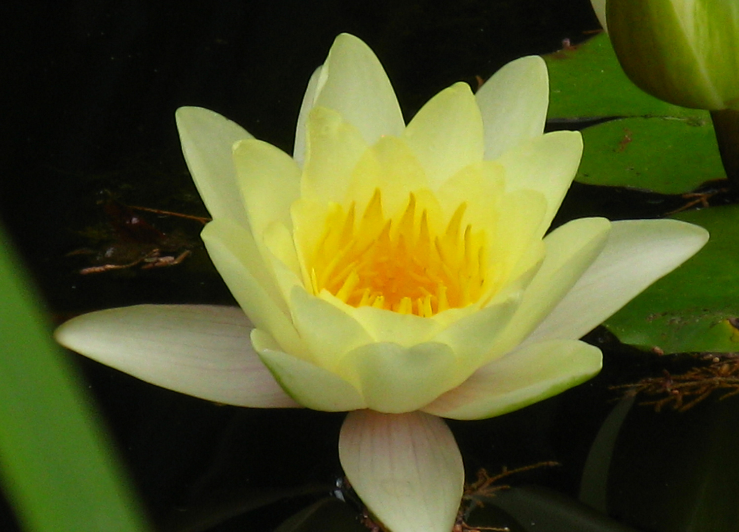 Blume im Botanischen Garten auf Teneriffa