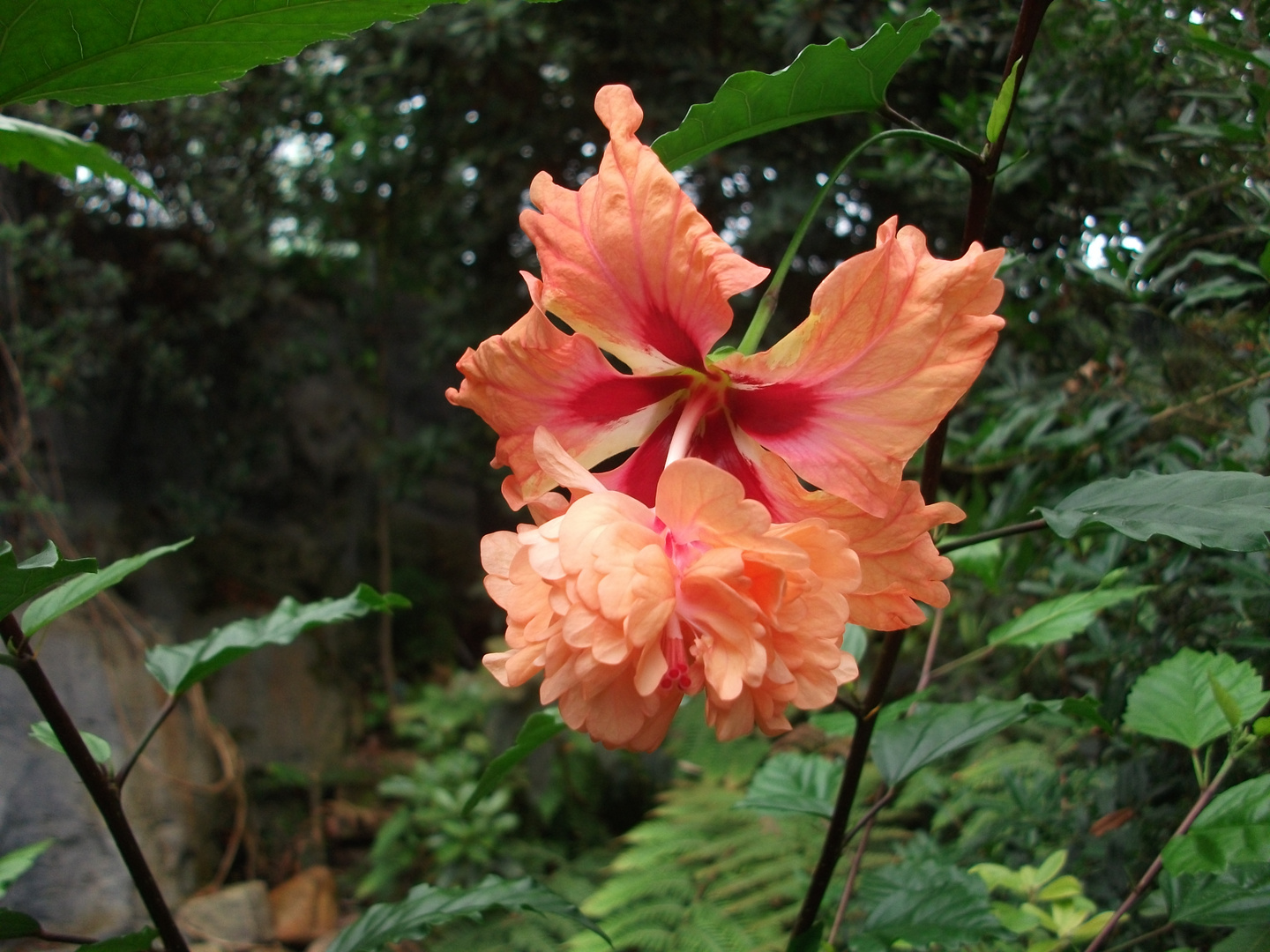 Blume im Botanischen Garten