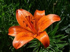 Blume im Botanischen Garten Erlangen