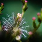 Blume im Botanischen Garten in Osnabrück