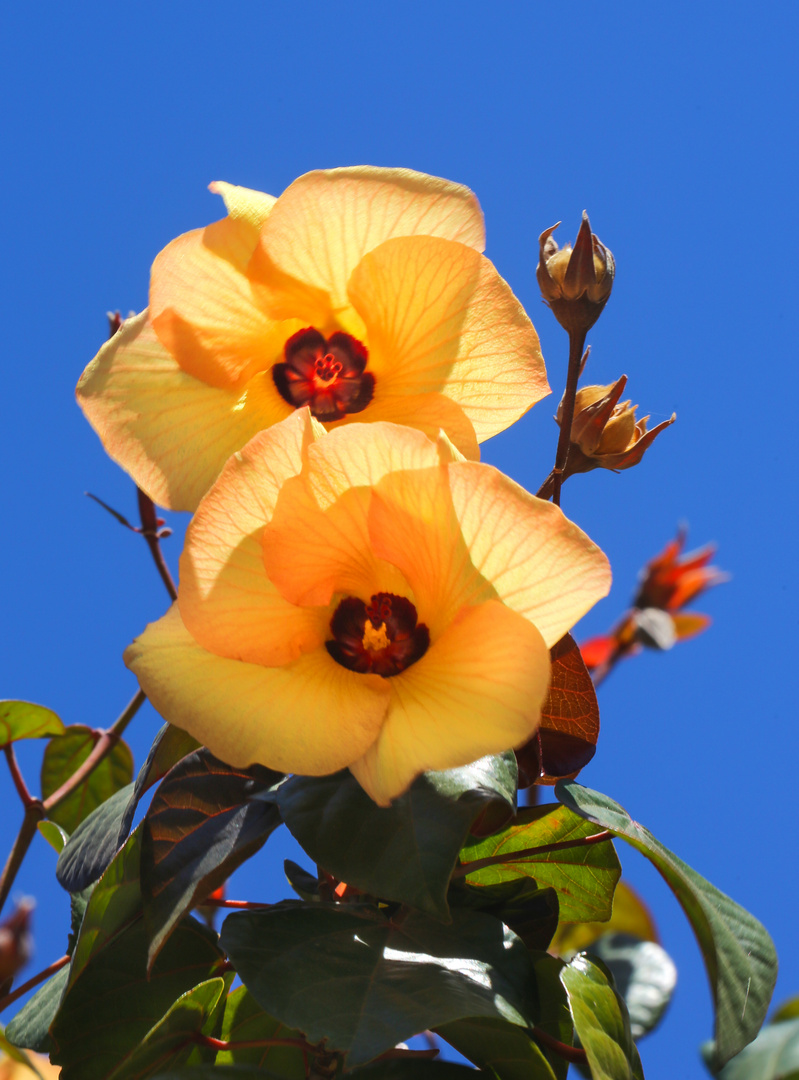 Blume im Cape Range NP