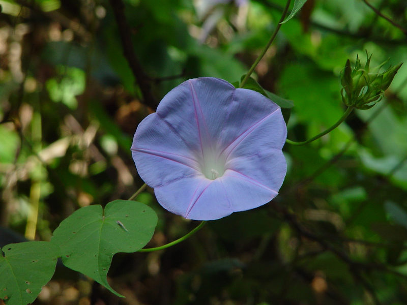 Blume im Dschungel