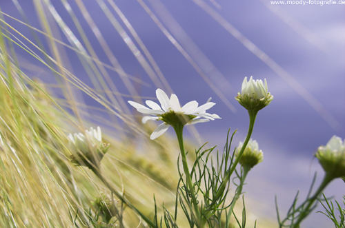 Blume im Feld