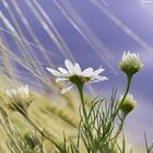 Blume im Feld