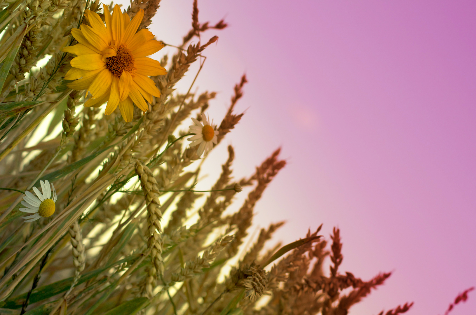 Blume im Feld