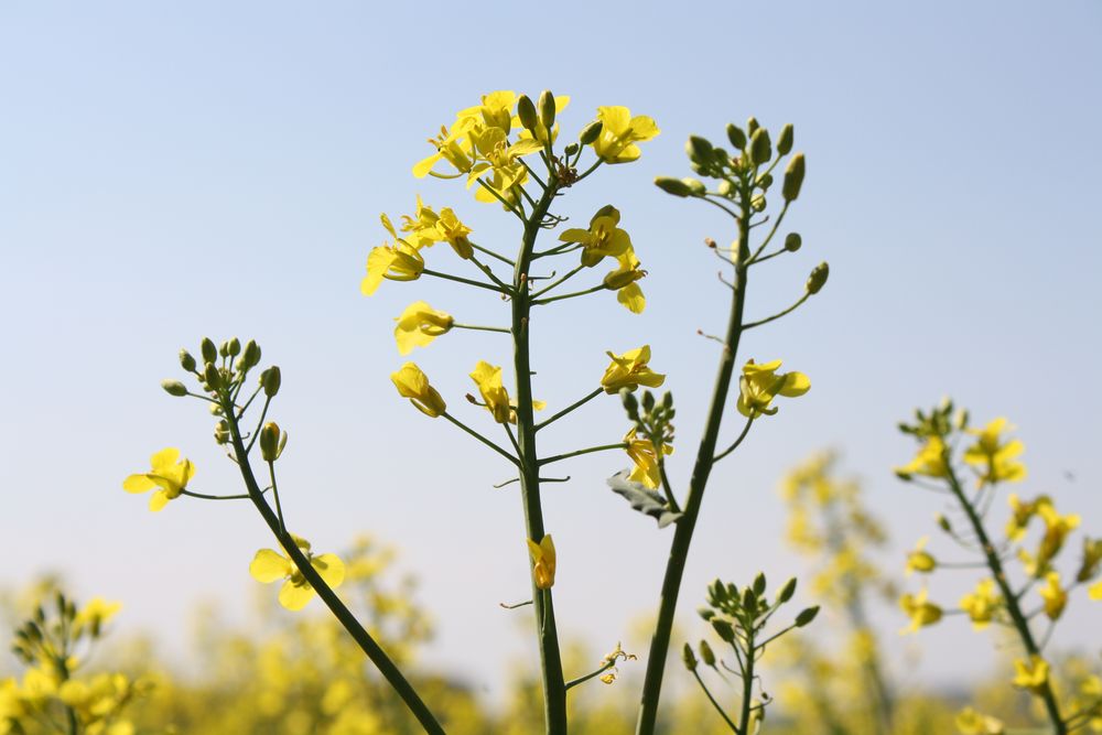 Blume im Feld