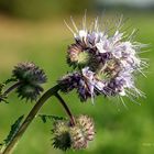 Blume im Feld