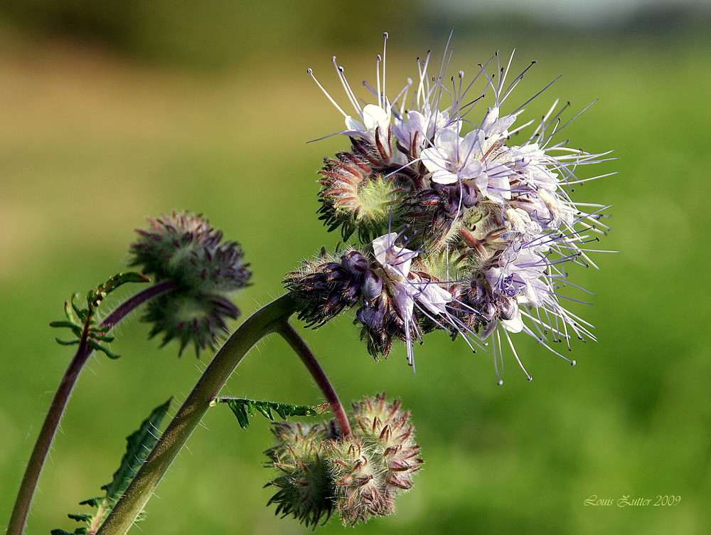 Blume im Feld