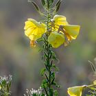 Blume im Feld