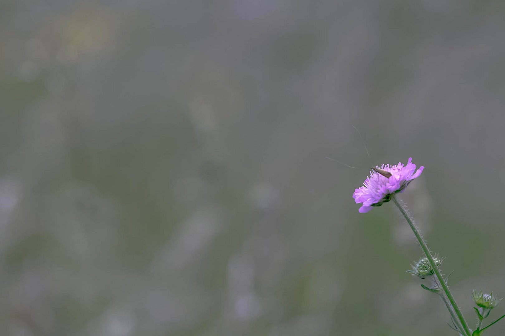 Blume im Feld mit Besuch