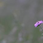 Blume im Feld mit Besuch