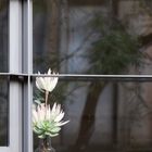 Blume im Fenster 16