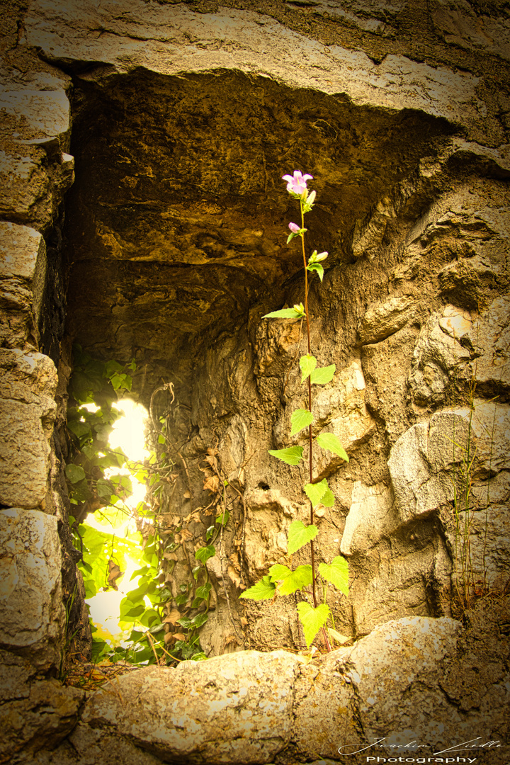 Blume im Fenster 160