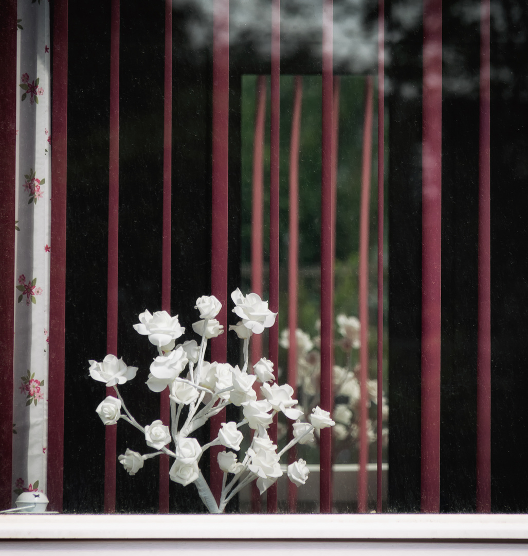 Blume im Fenster 5