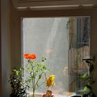 Blume im Fenster