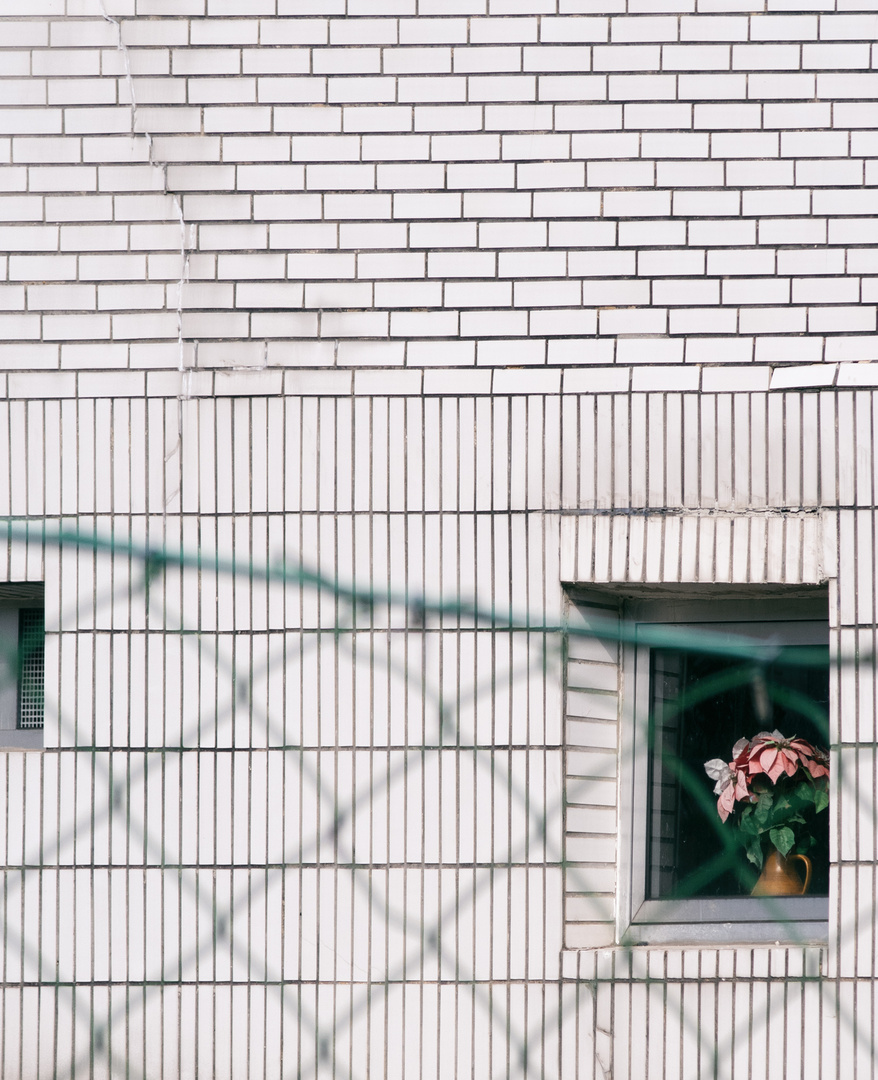 Blume im Fenster